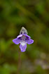 Flower of Common Butterwort