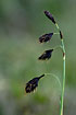 Photo ofScorched Alpine-sedge (Carex atrofusca). Photographer: 
