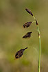 Foto af Sod-Star (Carex atrofusca). Fotograf: 