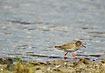 Common Redshank on the move
