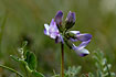 Foto af Lys Alpe-Astragel (Astragalus alpinus ssp. alpinus). Fotograf: 