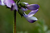 Foto af Lys Alpe-Astragel (Astragalus alpinus ssp. alpinus). Fotograf: 