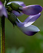 Close-up of a single flower of Alpine Milch-vetch