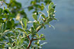 Foto af Blgr Pil (Salix glauca). Fotograf: 