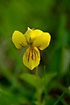 Foto af Fjeldviol (Viola biflora). Fotograf: 