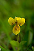 Foto af Fjeldviol (Viola biflora). Fotograf: 
