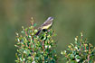 Photo ofYellow Wagtail (Motacilla flava). Photographer: 