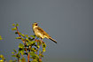 Photo ofTree Pipit (Anthus trivialis). Photographer: 