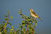 Tree Pipit in the treetop of a Downy Birch