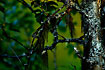 Photo ofHorsehair lichen (Bryoria fuscescens). Photographer: 