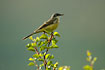 Yellow Wagtail in the treetop