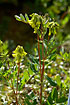 Flowering Astragalus frigidus