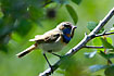 Bluethroat - male with a beetle larvae in the beek