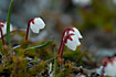 Photo ofMossy Mountain-heather (Cassiope hypnoides). Photographer: 