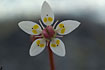 Flowering Starry Saxifrage