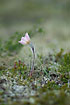 Flowering Pulsatilla vernalis