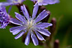 Flowering Alpine Blue-sow-thistle