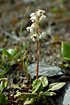 Photo ofRound-leaved Wintergreen var. (Pyrola rotundifolia ssp. norvegica). Photographer: 