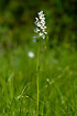 Flowering Heath Spottet-orchid. White form