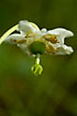 Flowering One-flowered Wintergreen
