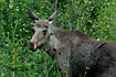 Photo ofMoose (Elk) (Alces alces). Photographer: 