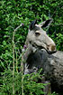 Photo ofMoose (Elk) (Alces alces). Photographer: 