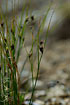 Photo ofThree-leaved Rush  (Juncus trifidus). Photographer: 
