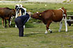 Girl kissing cow
