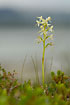 Flowering Lesser Butterfly-orchid