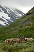 Caribou in the norwegian mountains