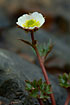 Foto af Is-Ranunkel (Ranunculus glacialis). Fotograf: 