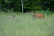 Red Deer family at sunset
