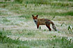 Red Fox on the field