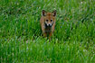 Young fox on the field