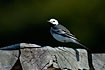 Photo ofWhite Wagtail (Motacilla alba). Photographer: 