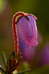 Photo ofBlue Heath (Phyllodoce caerulea). Photographer: 