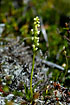 Photo ofSmall-white Orchid (Pseudorchis albida ssp. albida). Photographer: 