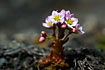 Photo ofHairy Stonecrop  (Sedum villosum). Photographer: 