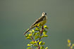 Yellow Wagtail in the top of a birch