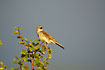 Tree Pipit in the top of a birch