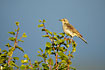 Photo ofTree Pipit (Anthus trivialis). Photographer: 