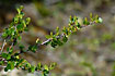 Flowering branch of Dwarf Birch