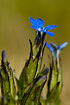 Flowering Alpine Gentian