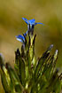 Flowering Alpine Gentian