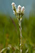 Foto af Almindelig Kattefod (Antennaria dioica). Fotograf: 