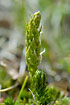 Foto af Dvrgulvefod (Selaginella selaginoides). Fotograf: 