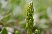 Foto af Dvrgulvefod (Selaginella selaginoides). Fotograf: 