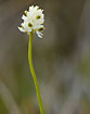 Flowering Scottish Asphodel