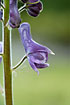 Photo ofWolfs-bane (ssp. vulparia) (Aconitum lycoctonum). Photographer: 