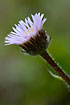 Flowering Alpine Fleabane